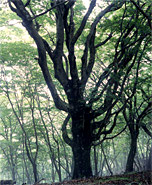 鍋割山のブナ林