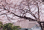 桜が満開の山手公園