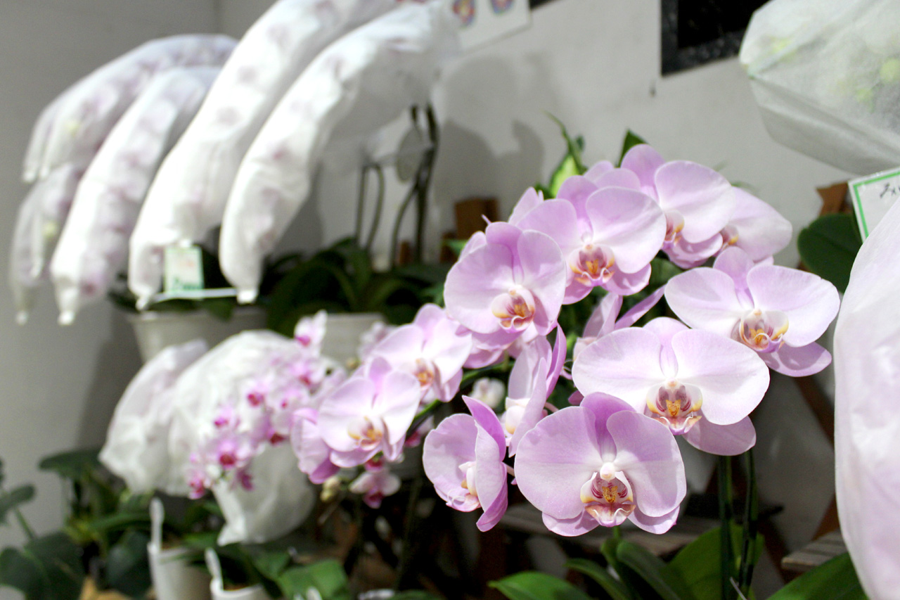 honten_flower_ran