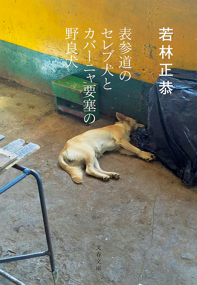 表参道犬