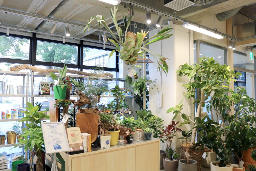 観葉植物の売場