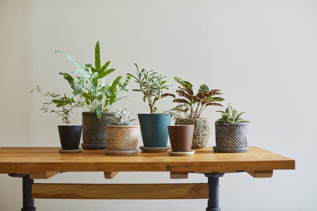 観葉植物の鉢がデスクに並ぶ