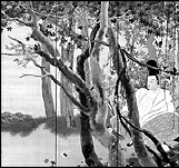 下村観山 「小倉山」 右隻