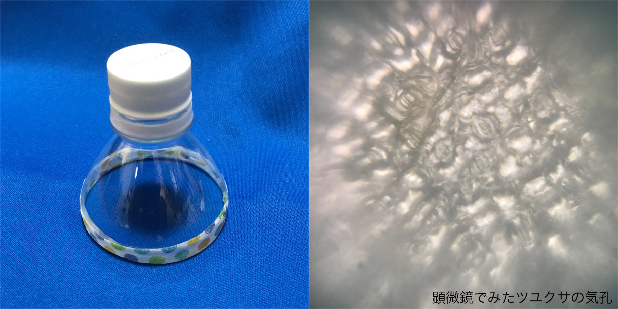 作成したペットボトル顕微鏡の見本と、顕微鏡で見たツユクサの気孔