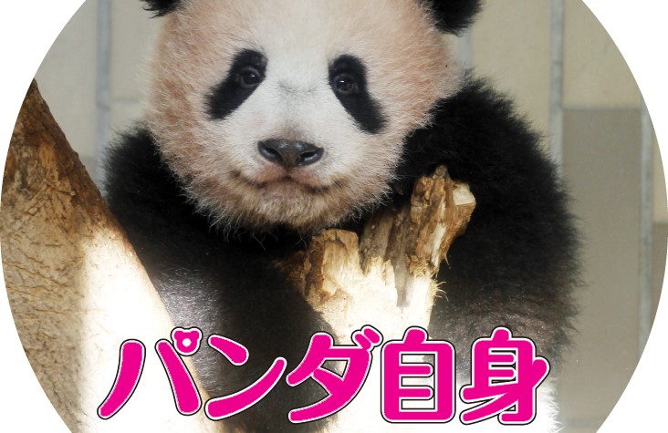 パンダ自身カフェ 番外編 Story Story Yokohama 有隣堂 パンダ自身カフェ 番外編 Story Story Yokohama 有隣堂
