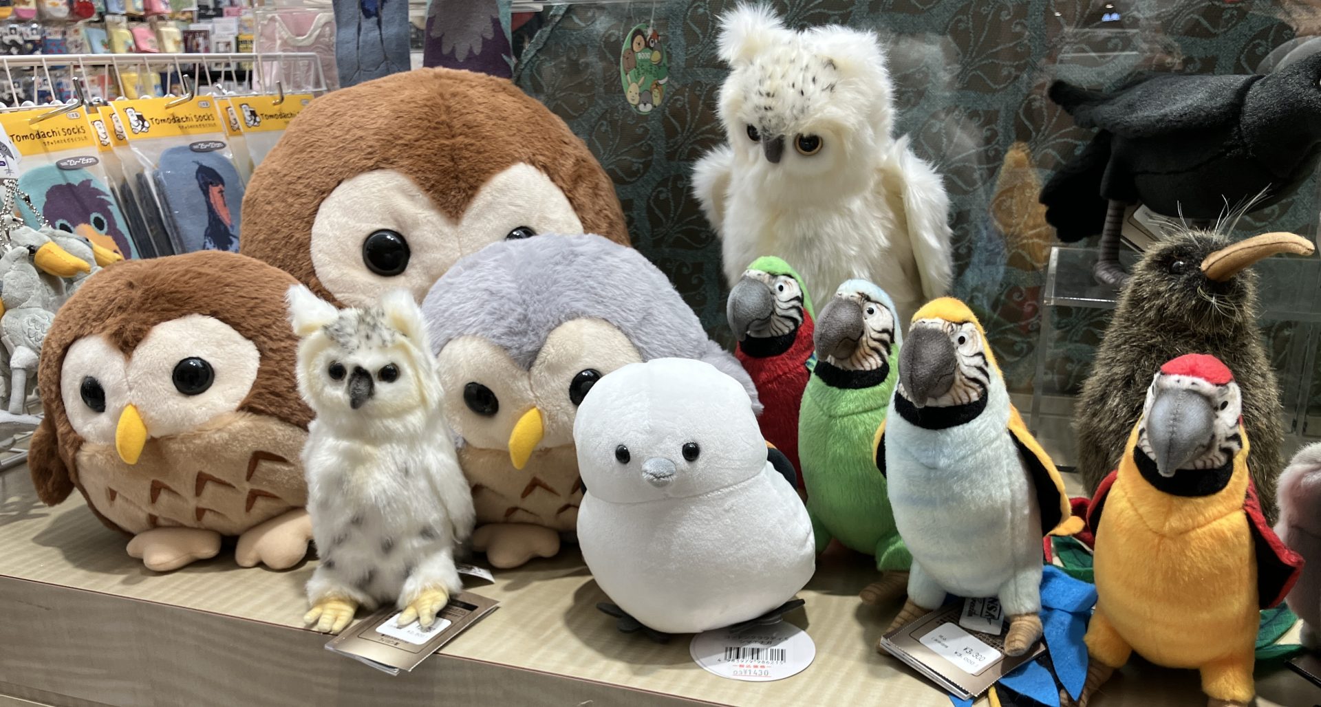 フクロウ、インコなど
