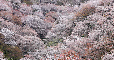 吉野山の桜（上千本）