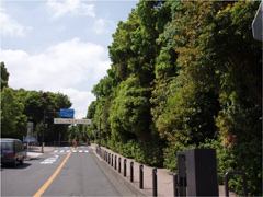 横浜国立大学正門前の植樹（12年後）