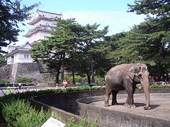 小田原城と梅子（2006年・著者撮影）