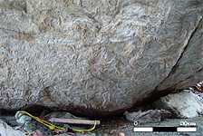 アオサンゴ巨大群体化石