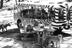 多摩動物公園のライオンバス