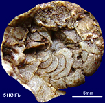 西丹沢で51個目のオウムガイ化石