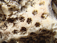 ショウガサンゴ化石