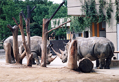 愛媛県立とべ動物園のサイ