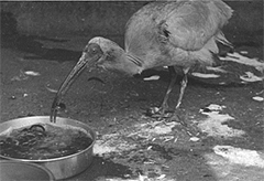 新潟県の佐渡島で保護され、上野動物園で飼育されたトキ