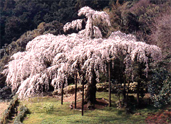 長興山紹太寺の枝垂桜