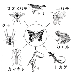 アゲハチョウをめぐる天敵のいろいろ