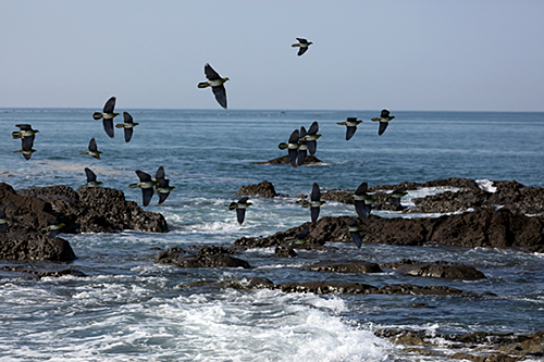 照ヶ崎海岸に飛来したアオバトの群れ。