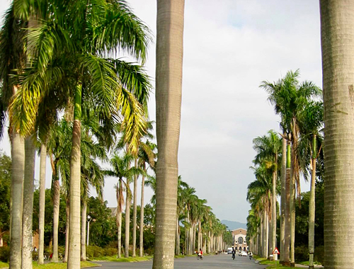 台湾大学の正面から等間隔に植えられた椰子の木々