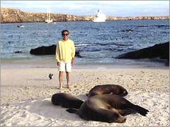 ガラパゴス諸島ヘノベサ島ダーウィン湾のアシカ