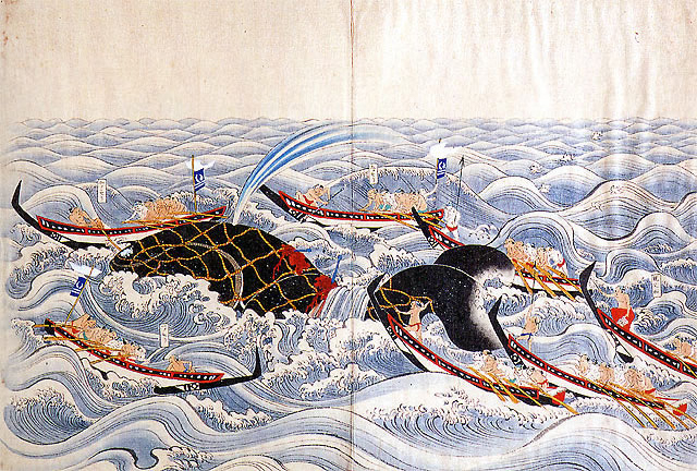 日本の網取式捕鯨