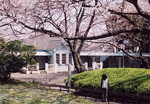 桜が満開の山手公園