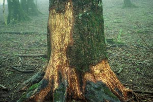 シカに樹皮をかじられたウラジロモミ（堂平）