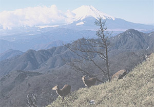 丹沢山山頂のシカ