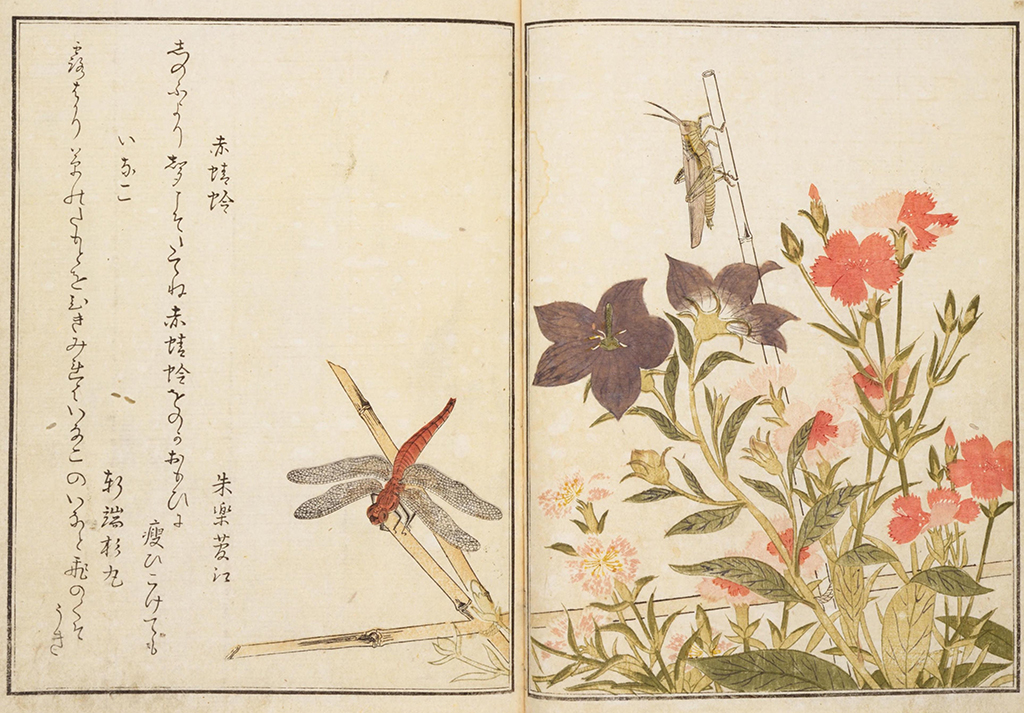 『画本虫ゑらみ』より　赤蜻蛉・いなご 国立国会図書館デジタルコレクション